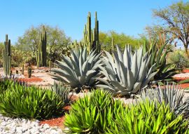 Lais Puzzle - Garten der Kakteen, Agaven und Sukkulenten, Tula de Allende, Mexiko - 100, 200, 500 & 1.000 Teile