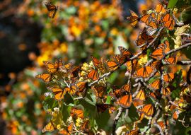 Lais Puzzle - Biosphärenreservat Monarchfalter, Michoacan (Mexiko) - 100, 200, 500 & 1.000 Teile