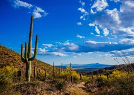 Lais Puzzle - Saguaro-Ansicht, Mexiko - 100, 200, 500 & 1.000 Teile