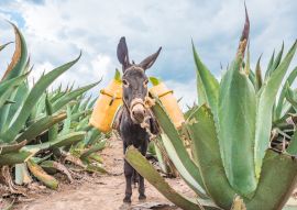 Lais Puzzle - Schöner Esel bei den Maguey-Feldern in Tlaxcala, Mexiko - 100, 200, 500 & 1.000 Teile