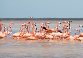 Lais Puzzle - Flamingos, Vögel, Celestun, Wasser, Yucatan, Mexiko - 100, 200, 500 & 1.000 Teile