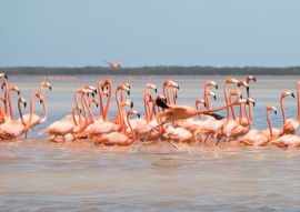 Lais Puzzle - Flamingos, Vögel, Celestun, Wasser, Yucatan, Mexiko - 500 & 1.000 Teile