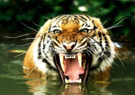 Lais Puzzle - Bengalischer Tiger - 500 & 1.000 Teile