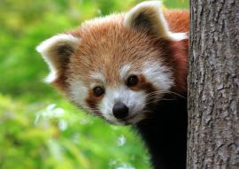 Lais Puzzle - Roter Panda - 100, 200, 500 & 1.000 Teile