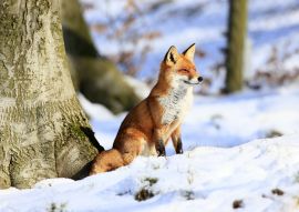 Lais Puzzle - Fuchs - 100, 200, 500 & 1.000 Teile