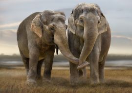 Lais Puzzle - Elefanten - 100, 200, 500 & 1.000 Teile