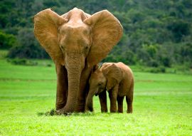 Lais Puzzle - Elefantenmutter mit Jungtier - 100, 200, 500 & 1.000 Teile