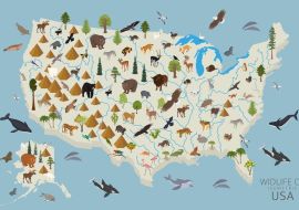 Lais Puzzle - Tierleben der USA - 500 & 1.000 Teile