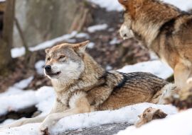 Lais Puzzle - 2 Wölfe im Schnee - 100, 200, 500 & 1.000 Teile