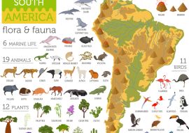 Lais Puzzle - Südamerika Flora und Fauna - 100, 200, 500 & 1.000 Teile