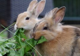 Lais Puzzle - Kaninchen - 100, 200, 500 & 1.000 Teile