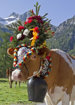 Lais Puzzle - Kuh/Kühe - 100, 200, 500 & 1.000 Teile