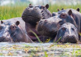 Lais Puzzle - Nilpferde - 100, 200, 500 & 1.000 Teile