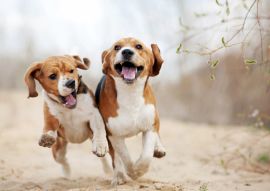 Lais Puzzle - Beagle - 100, 200, 500 & 1.000 Teile