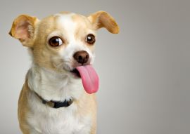 Lais Puzzle - Chihuahua - 100, 200, 500 & 1.000 Teile