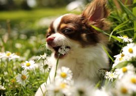 Lais Puzzle - Chihuahua - 100, 200, 500 & 1.000 Teile