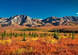 Lais Puzzle - Denali Nationalpark Alaska - 100, 200, 500 & 1.000 Teile
