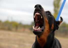 Lais Puzzle - Dobermann - 100, 200, 500 & 1.000 Teile