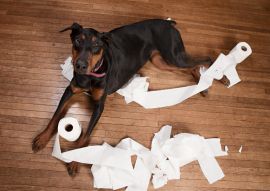 Lais Puzzle - Dobermann - 100, 200, 500 & 1.000 Teile