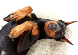 Lais Puzzle - Dobermann - 100, 200, 500 & 1.000 Teile