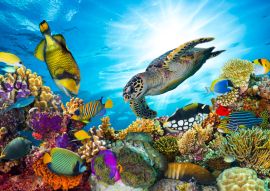 Lais Puzzle - Unterwasser Fische Tropen - 100, 200, 500 & 1.000 Teile