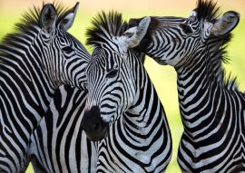 Lais Puzzle - Zebras - 100, 200, 500 & 1.000 Teile