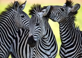 Lais Puzzle - Zebras - 100, 200, 500 & 1.000 Teile
