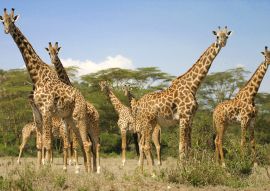 Lais Puzzle - Giraffen - 100, 200, 500 & 1.000 Teile