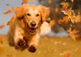 Lais Puzzle - Golden Retriever - 100, 200, 500 & 1.000 Teile