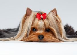 Lais Puzzle - Yorkshire Terrier - 100, 200, 500 & 1.000 Teile