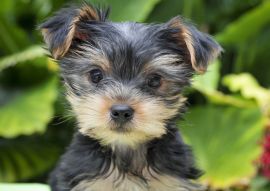 Lais Puzzle - Yorkshire Terrier - 100, 200, 500 & 1.000 Teile