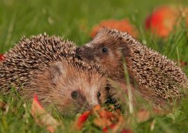 Lais Puzzle - Igel - 100, 200, 500 & 1.000 Teile