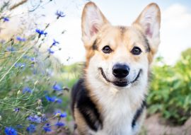 Lais Puzzle - Welsh Corgi - 100, 200, 500 & 1.000 Teile