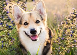 Lais Puzzle - Welsh Corgi - 100, 200, 500 & 1.000 Teile