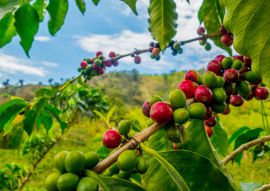 Lais Puzzle - Kaffeefarm in Manizales, Kolumbien - 100, 200, 500 & 1.000 Teile