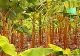 Lais Puzzle - Bananenplantage in der Provinz Magdalena, Kolumbien - 100, 200, 500 & 1.000 Teile