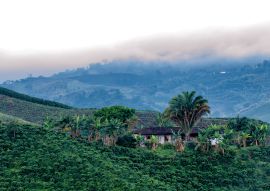 Lais Puzzle - Schöner Blick auf eine Kaffeeplantage im Morgengrauen bei Manizales, Kolumbien - 100, 200, 500 & 1.000 Teile