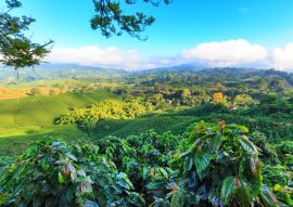 Lais Puzzle - Blick auf eine Kaffeeplantage bei Manizales, Kolumbien - 100, 200, 500 & 1.000 Teile