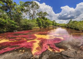 Lais Puzzle - Cano Cristales (Fluss der fünf Farben), La Macarena, Meta, Kolumbien - 100, 200, 500 & 1.000 Teile