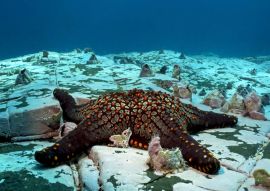 Lais Puzzle - Seesterne in der abgelegenen Malpelo-Insel, UNESCO-Welterbe in Kolumbien - 100, 200, 500 & 1.000 Teile