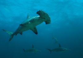 Lais Puzzle - Gebogene Hammerhaie in der abgelegenen Offshore-Insel Malpelo, UNESCO-Weltkulturerbe in Kolumbien - 100, 200, 500 & 1.000 Teile