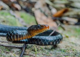 Lais Puzzle - Chironius scurrulus in San José del Guaviare, Kolumbien - 100, 200, 500 & 1.000 Teile
