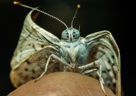Lais Puzzle - Kleiner Schmetterling, aufgenommen in San José del Guaviare, Kolumbien - 100, 200, 500 & 1.000 Teile