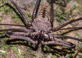 Lais Puzzle - Peitschenspinne im Regenwald von San José del Guaviare, Kolumbien - 100, 200, 500 & 1.000 Teile