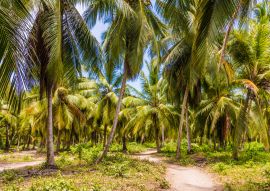 Lais Puzzle - Ein Blick im Tayrona-Nationalpark in Kolumbien - 100, 200, 500 & 1.000 Teile