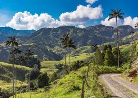 Lais Puzzle - Bosque De Palma De Cera La Samaria bei San Felix in der Nähe von Salamina Caldas in Kolumbien - 100, 200, 500 & 1.000 Teile