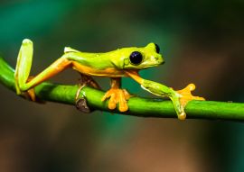 Lais Puzzle - Gleitender Laubfrosch (Agalychnis spurrelli) ist eine Froschart aus der Familie der Hylidae, Kolumbien - 100, 200, 500 & 1.000 Teile