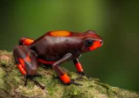 Lais Puzzle - Frosch Oophaga histrionica, Kolumbien - 100, 200, 500 & 1.000 Teile