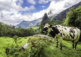 Lais Puzzle - Wunderschöne Tageswanderung im Cocora-Tal im Salento, Kolumbien - 100, 200, 500 & 1.000 Teile