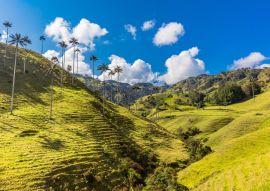 Lais Puzzle - Bosque De Palma De Cera La Samaria bei San Felix bei Salamina Caldas in Kolumbien - 100, 200, 500 & 1.000 Teile